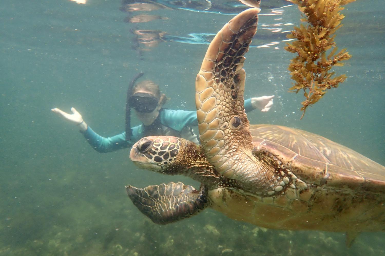 一名<a href='http://4998.hwanfei.com'>博彩网址大全</a>学生在Galápagos群岛游学途中与一只巨龟游泳.
